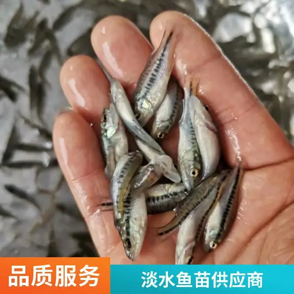 山西大同朔州鲈鱼苗鲟鱼鱼苗养殖场 大水面养殖放流苗 10-15cm