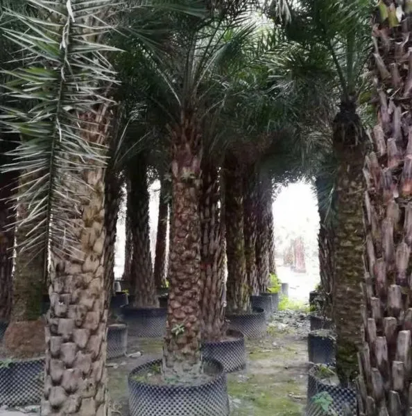 批发湖南加拿利海枣 银海枣 移植过的 成活率***