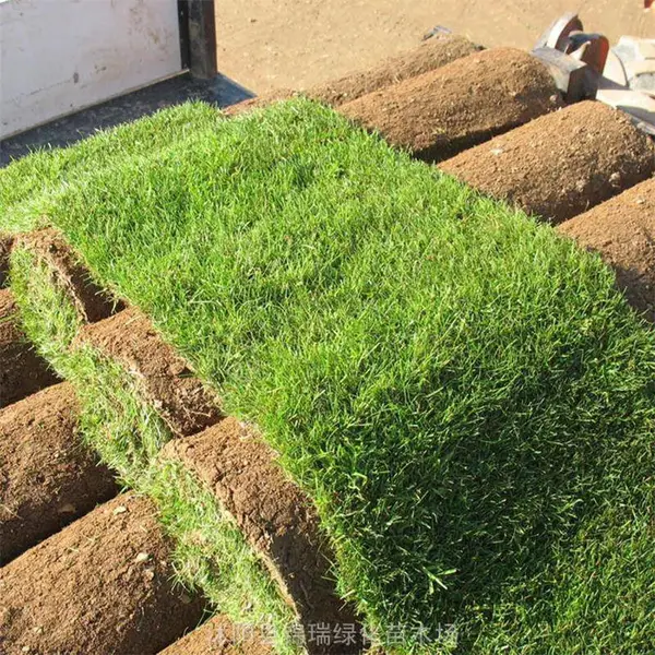 万亩草坪基地 果岭草换季降价销售 公路山体护土固坡 别墅庭院美化