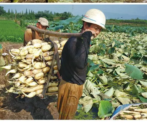 河南郑州新乡焦作养鱼塘防渗防水塑料布薄膜莲藕种植地膜防水布
