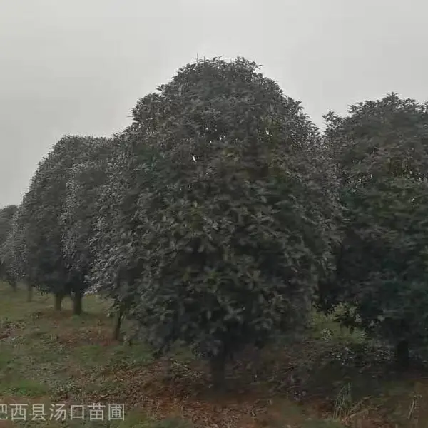 金桂10公分,12公分桂花树市场价格