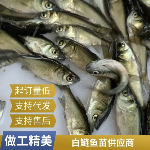 山东泰安本地花鲢苗白鲢鱼苗养殖场花鲢鳙鱼苗白鲢鲢鱼苗