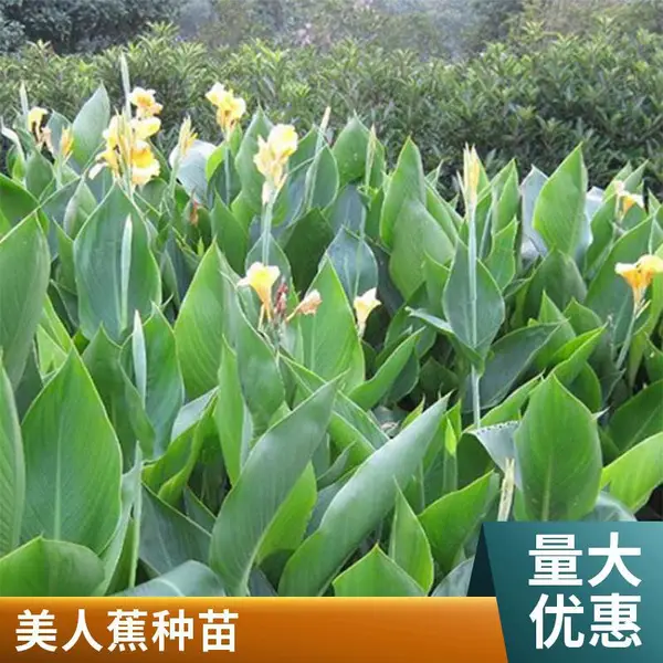 美人蕉苗批发 公园实地绿化 可水生可陆生 提供养殖技术指导