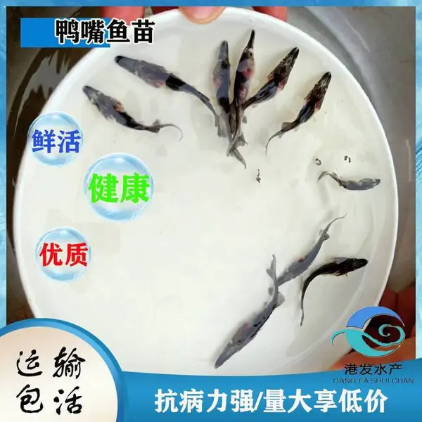 ***孵化 养殖鸭嘴鱼苗 鸭嘴鱼苗5-6公分一条价钱