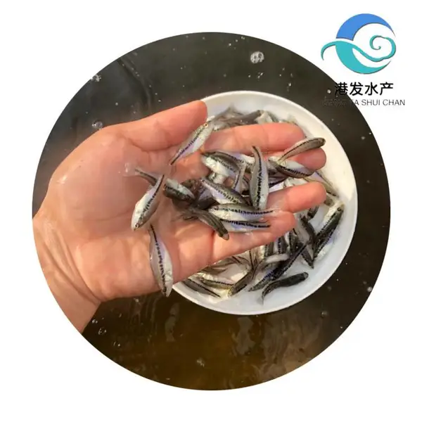 ��Ʒ����3������ ������ѭ���ظ��ܶ���ֳ���� �㳡���ڹ�Ӧ��ˮ��