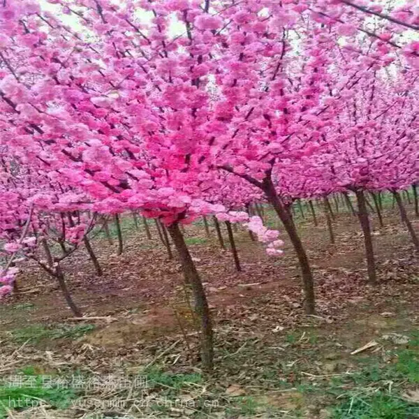 ������ľ���� ���߾� ���ӻ���԰�� ��צ��