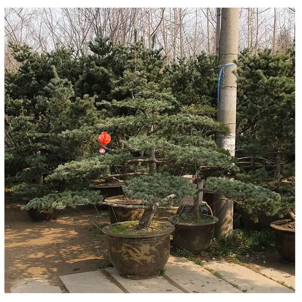 康昱园林中小型观花盆景 菊花迎客松黑松 现代简约喜阳
