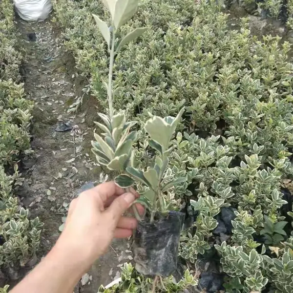 贵州金边万年青批发出售 金边万年青小杯苗子价格 四川金边黄杨基地