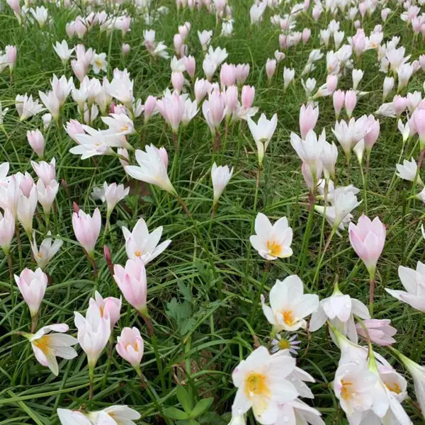 供应粉花葱兰 红花葱兰品种 花粉红覆盖力强 园林绿化工程用苗