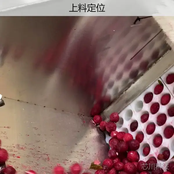 百喜利杨梅去核机 果酒果脯加工前处理设备