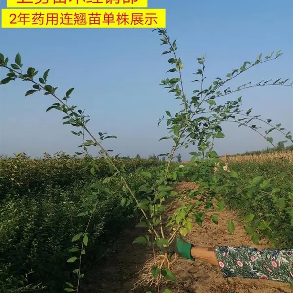 大果连翘苗产地=种植几年连翘苗成活率好=1年连翘苗种植3年结果