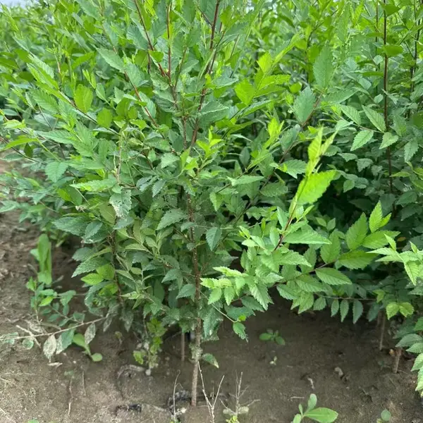 陕西延安二乔苗木榆树苗种植基地装车价格,3公分榆树苗厂家批发,榆树小苗产地报价