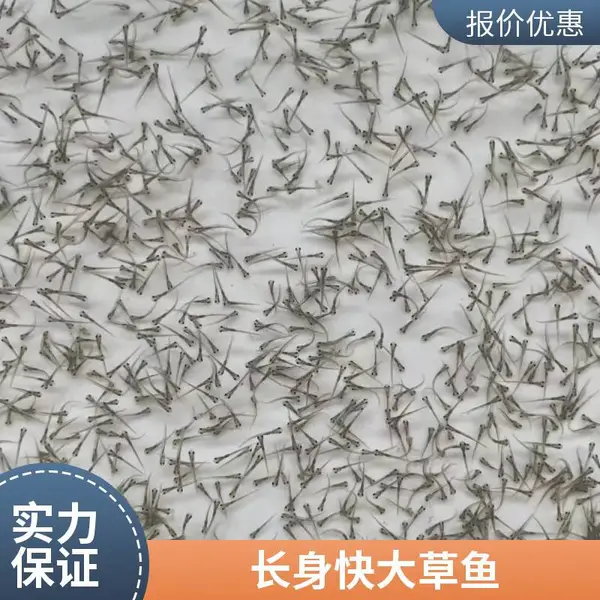 港发水产草鱼苗 脆肉鲩鱼鱼苗源头孵化场供货品质稳定