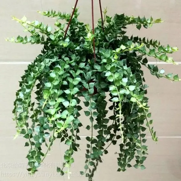 北京花卉销售公司北京花卉租赁北京花卉出租