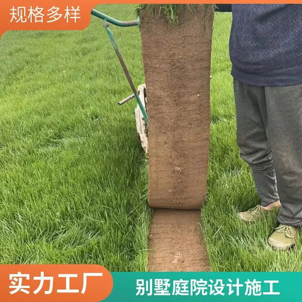 家庭庭院设计家庭庭院绿化铺装批发早熟禾草坪草坪铺装顺义