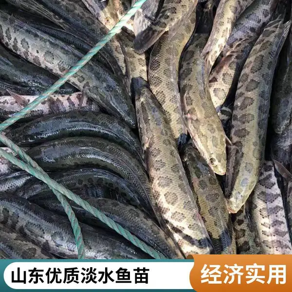 山东日照黑鱼苗养殖场 泥鳅鱼苗 本地供货 存活率高 支持到场验收