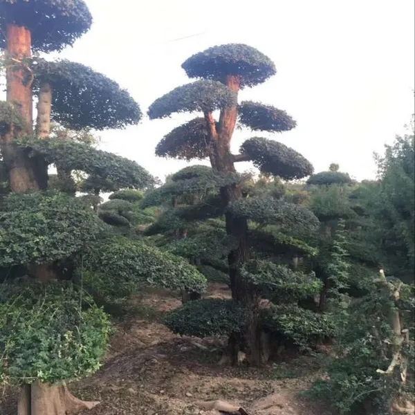 2米冠造型白蜡,3米冠对节白蜡,4米冠对节白蜡,5米冠湖北白蜡