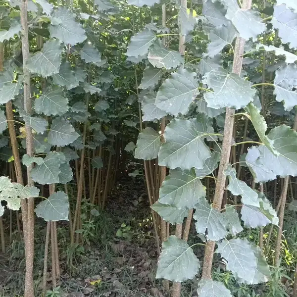 1.5米高至5米高鲁林9号杨树苗,山东青岛市北一年生107杨树苗基地,杨树苗产地上车价格