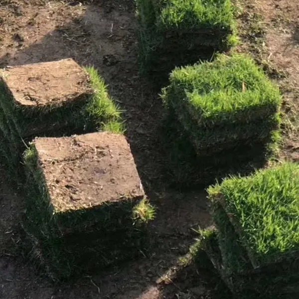 马尼拉草皮 福建泉州百慕大草皮***格 铺种方法
