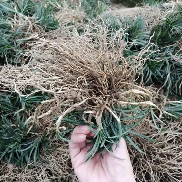玉龙草 湖南娄底市政道路绿化工程用的长不高草种***格 多少钱