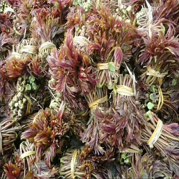 大棚种植红油香椿苗出售 短枝多头产量高当年采摘 惠农农业