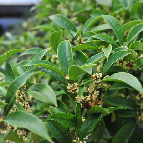 桂花 四季桂 规格齐全 园林景区种植风景树行道树绿化苗木