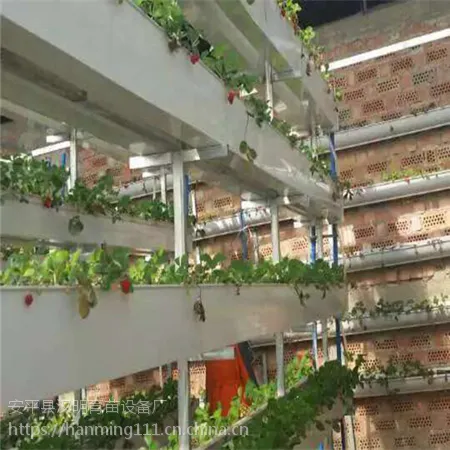 什么是立体草莓种植？技术怎样？