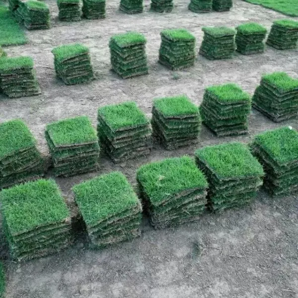 岳阳草皮价格网 岳阳道路绿化草皮 岳阳马尼拉草皮卷