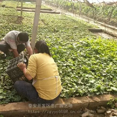 营养袋葡萄苗批发 营养袋阳光玫瑰葡萄苗