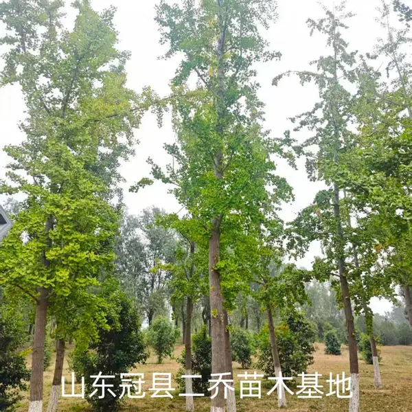 10公分至15公分银杏树,聊城东阿县原生冠银杏树基地,银杏树产地报价,山东聊城银杏树