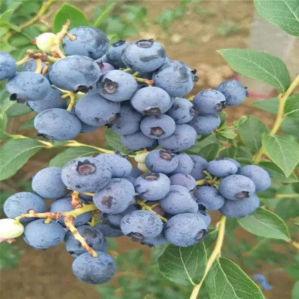 果粉厚的智利杜克蓝莓苗早熟品种 适合种植地区广土壤抗逆性好