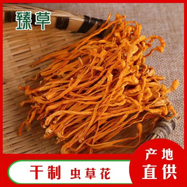 餐饮用新鲜虫草花批发、虫草花煲汤