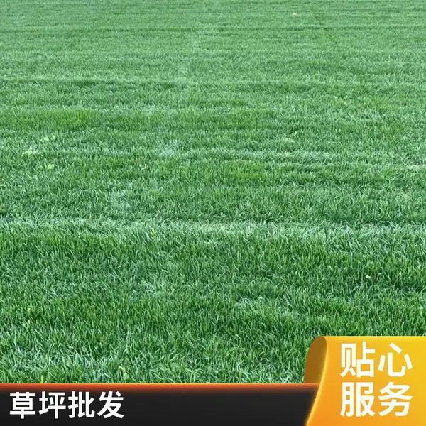 怀柔草坪铺装基地庭院绿化设计铺装屋顶花园景观绿化混播草坪