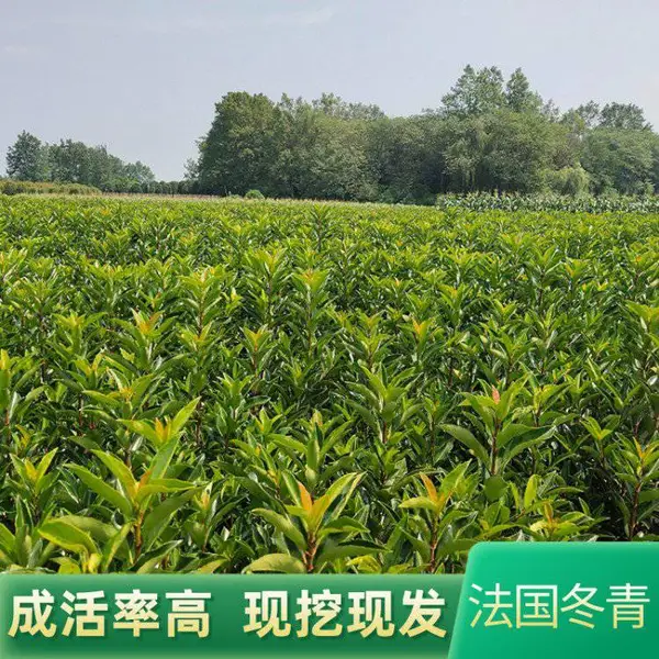 圆柱形法国冬青 园林绿化工程苗木 露地别墅绿篱 庭院珊瑚树苗