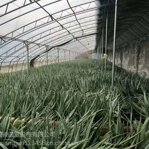 镀锌双膜骨架芦荟温室大棚的建造