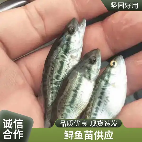 山东潍坊本地鲈鱼苗鲟鱼苗养殖场 鲈鱼寸苗 鲟鱼苗 可上门看苗