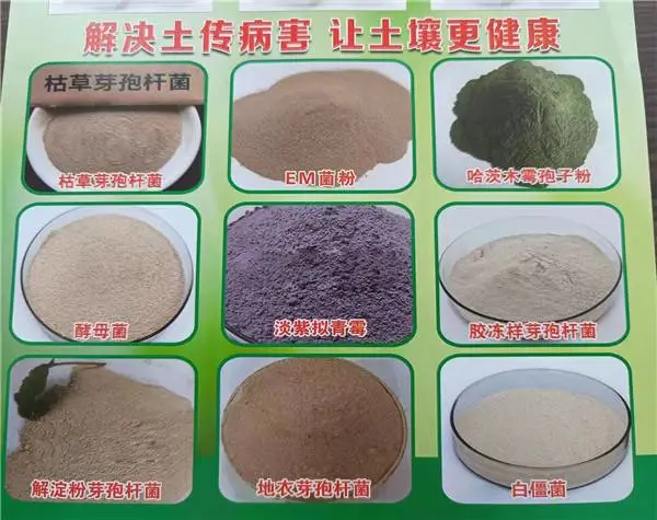 多粘类芽孢杆菌在农业种植上的作用与功效是什么