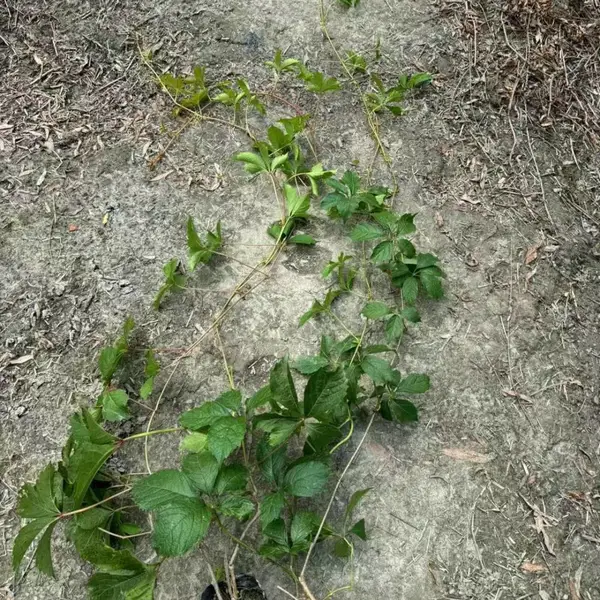 巴蜀园艺爬山虎五叶 三叶 地锦 适应强 生长速度快 吸附攀缘能力非常强