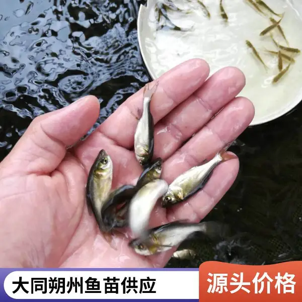大同朔州黑鱼苗 泥鳅鱼鱼苗养殖场 优质鱼种 生长速度快 效益高