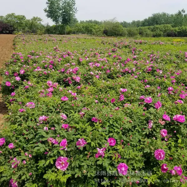 苗木基地四季玫瑰,大量供应优质四季玫瑰苗,打造花海 绿篱工程苗