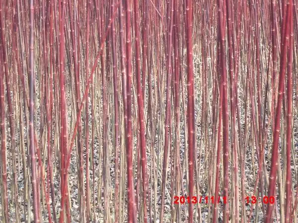 东北黑龙江省哈尔滨市木兰县灌木杞柳种植基地{红柳批发}黑龙江柳树批发价格稳定灌木柳|灌木杞柳|杞柳|彩叶