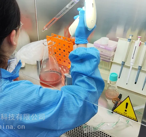 外周血B细胞永生化服务 瑾萱生物 Cell Immortalization