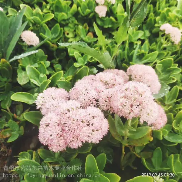 �˱�������ֲ�����˱�����۸�����˱����컨���Ǽ���