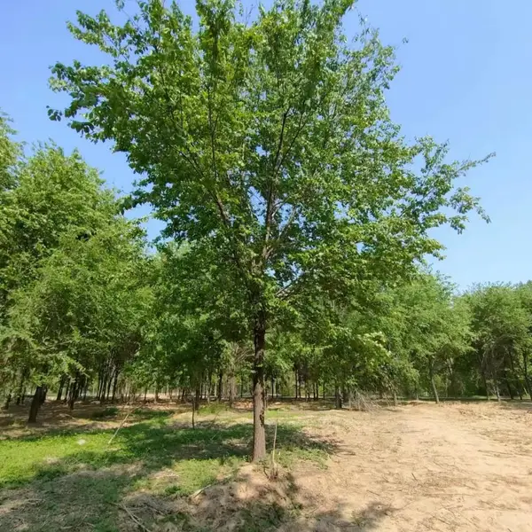陕西汉中二乔苗木榆树小苗基地装车价格,3公分榆树苗厂家批发,榆树小苗产地报价