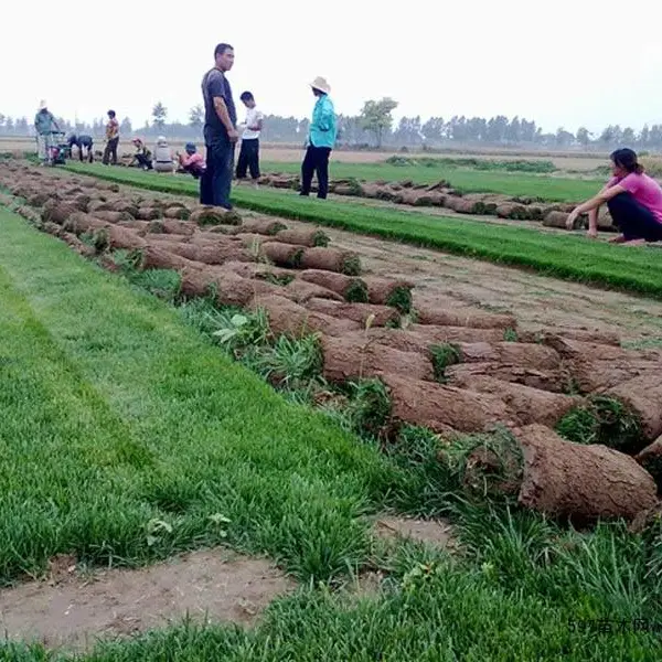 百慕大草坪批发-春风草坪专业草坪基地