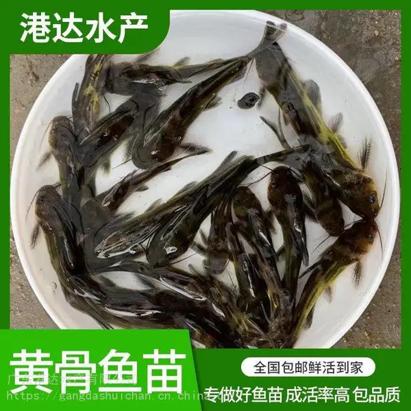 港达水产养殖质优淡水黄骨鱼苗 黄辣丁鱼苗批量出售_良种苗