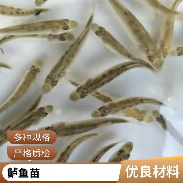 鲈鱼水花批量出售 朝苗 寸苗 成活*** 全国发货