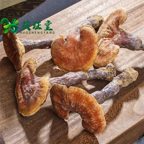野赤灵芝深山生长潮红灵芝药食同源 稀缺名贵药材
