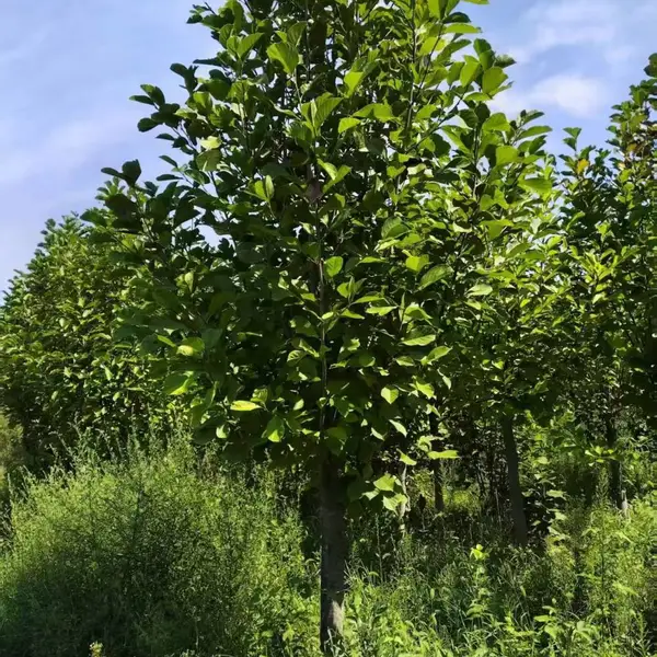 山东聊城冠县白玉兰种植基地批发供应,8公分红玉兰树苗厂家装车价格,玉兰产地供应商报价