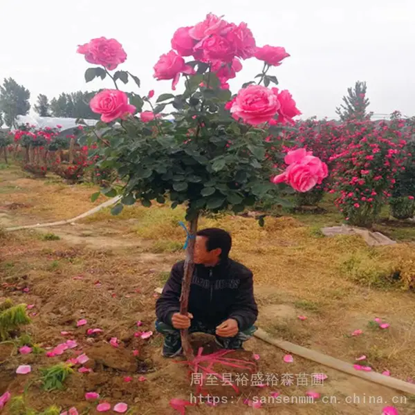 供应月季树 动物景观造型树 嫁接大花树桩月季